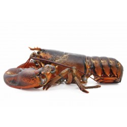 Lobster Ravioli